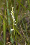 Florida lady's tresses